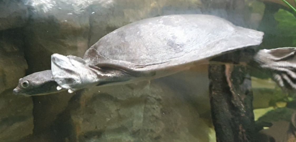 Nubian flapshell turtle - Cyclanorbis elepans