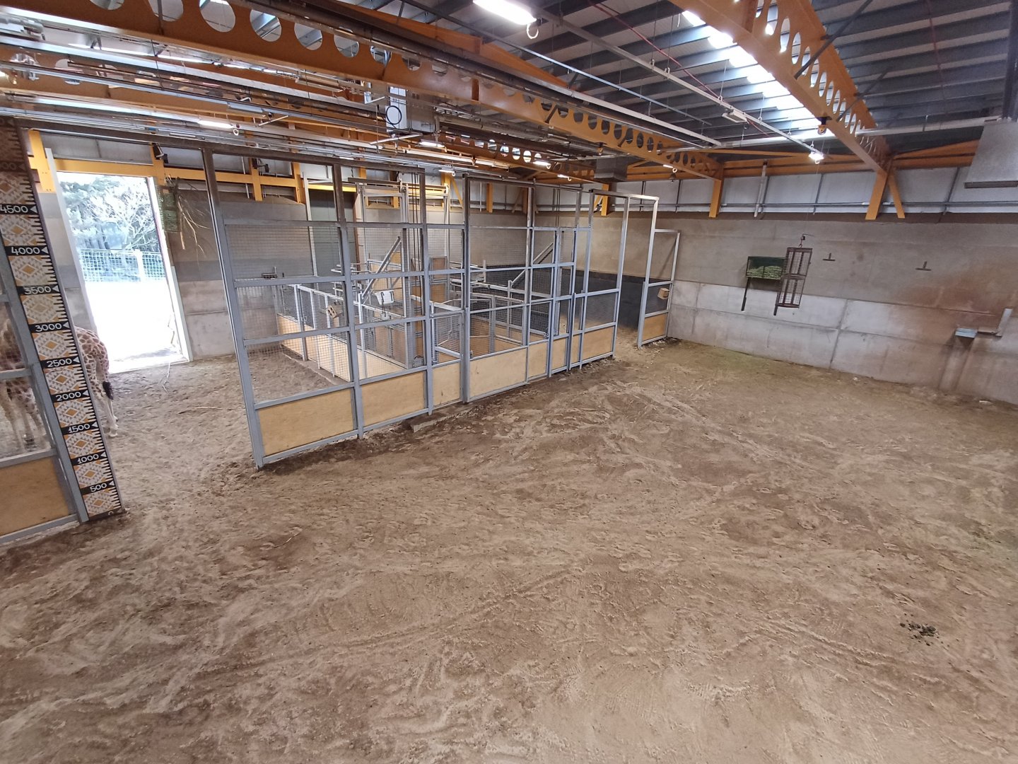 Nubian Giraffe- enclosure