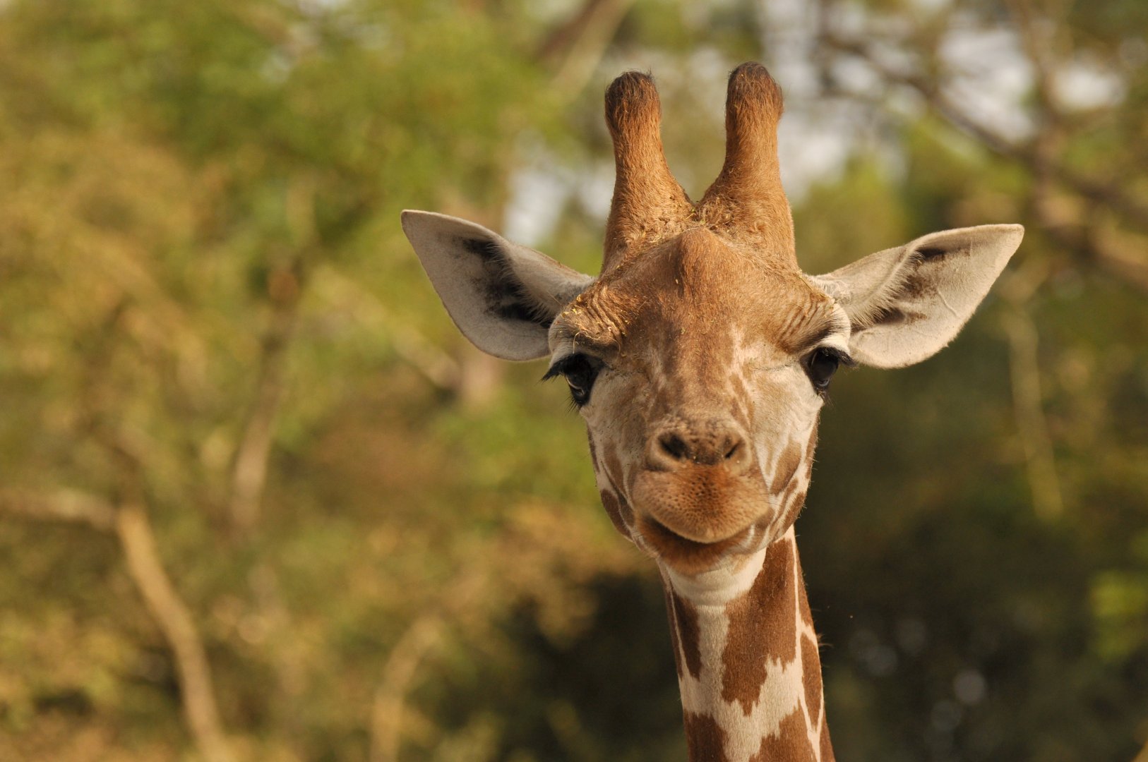 Nubian giraffe (G. c. camelopardalis)