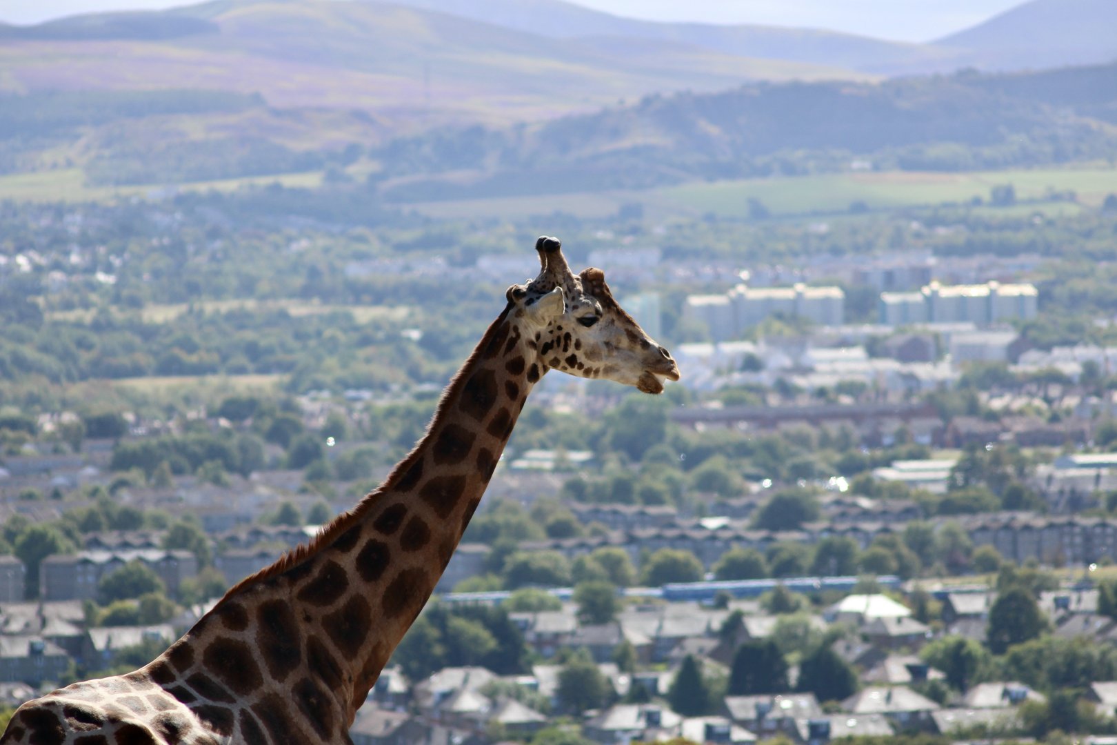 Nubian giraffe (Giraffa camelopardalis camelopardalis) - August 2025