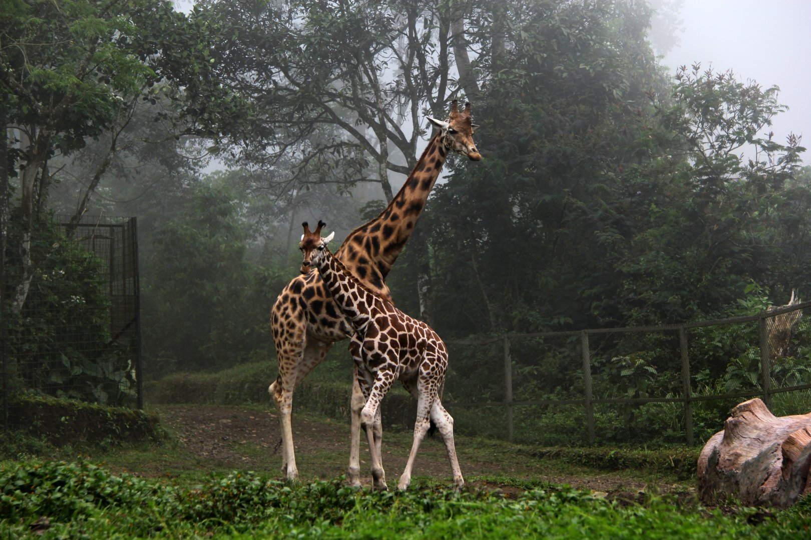 Nubian giraffe (Giraffa camelopardalis camelopardalis)