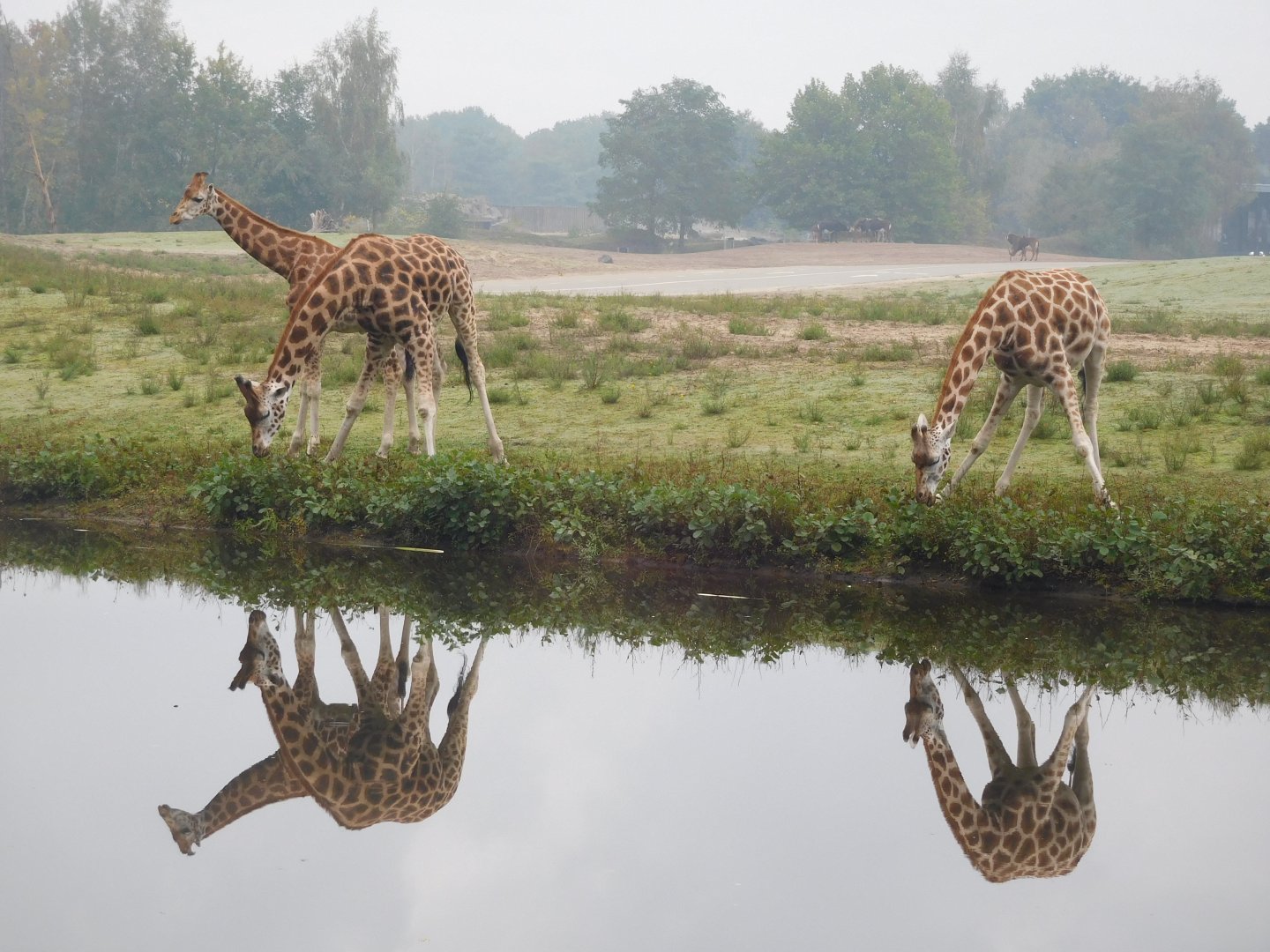 Nubian(?) giraffes
