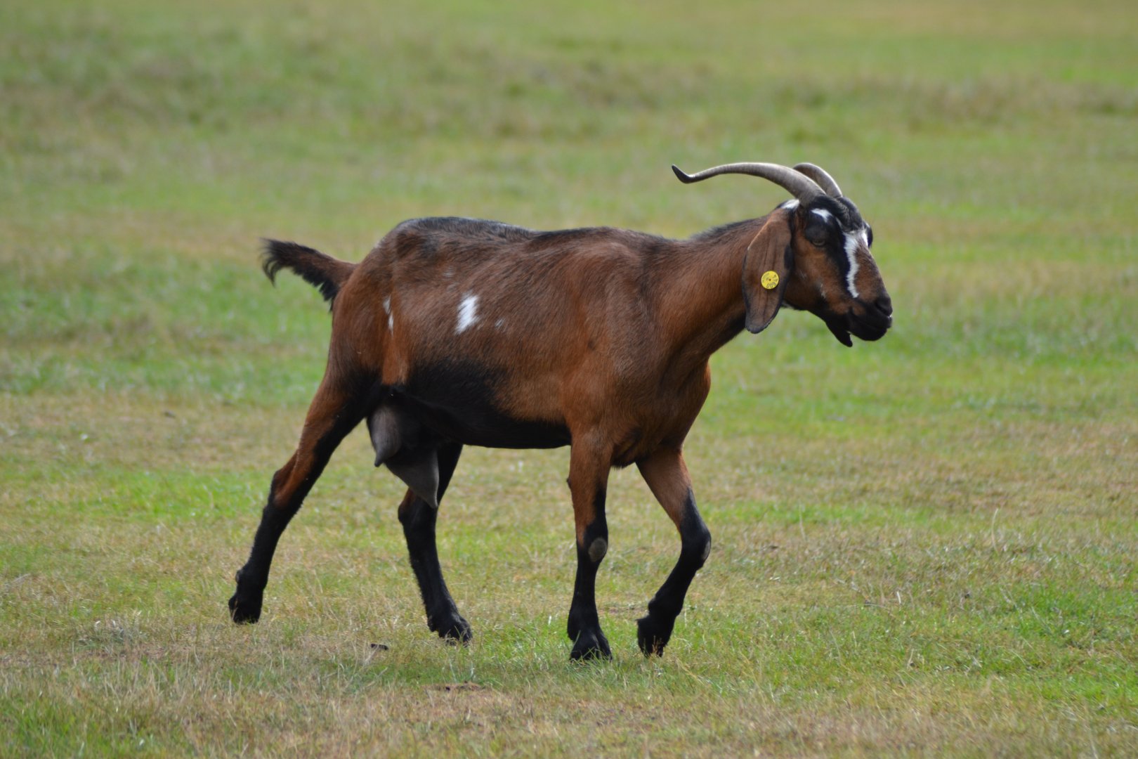 Nubian goat in Knuthenborg