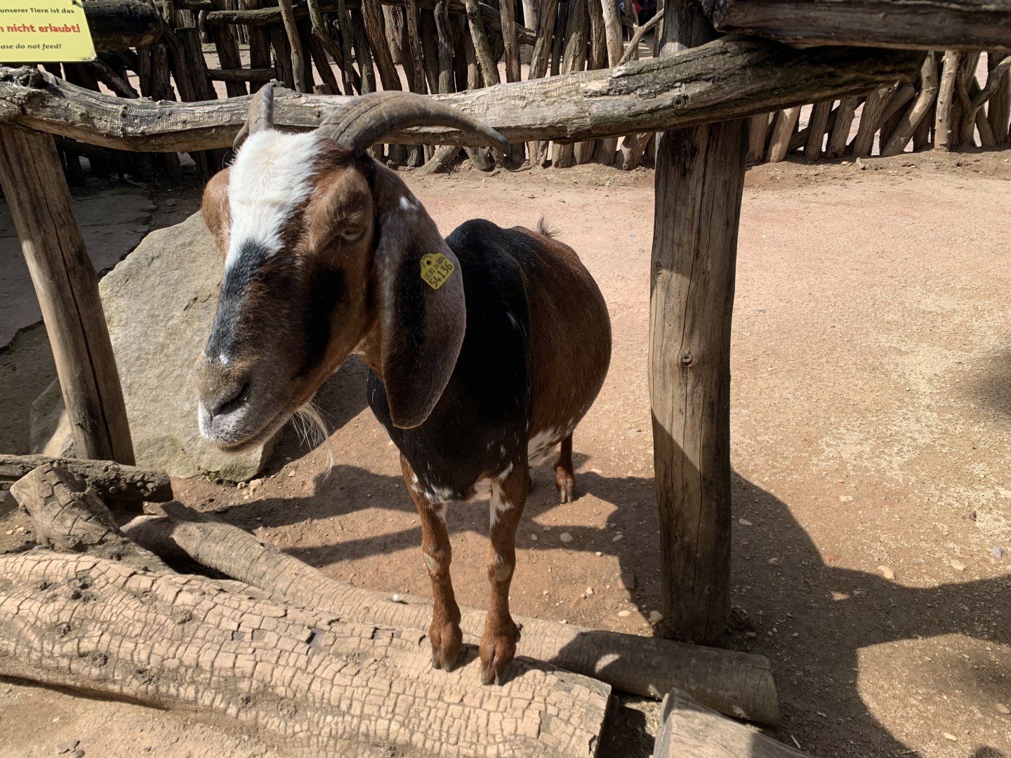 Nubian goat