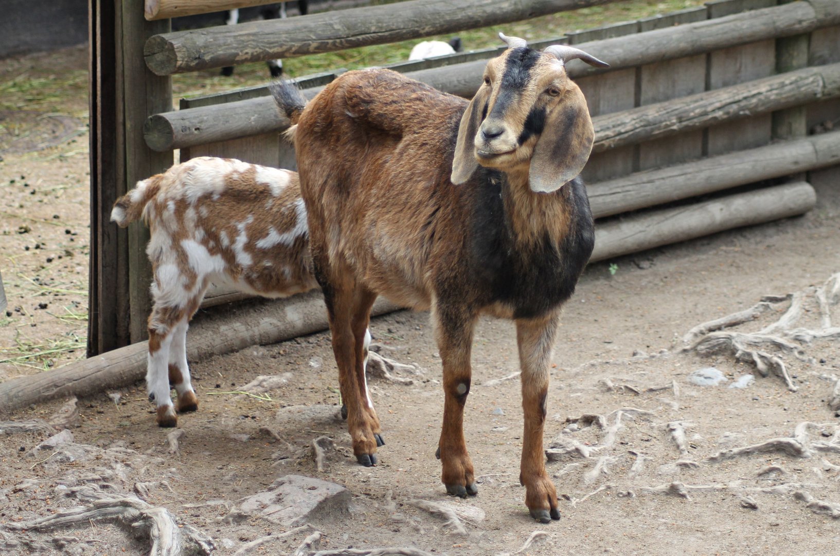 Nubian goats (2015)