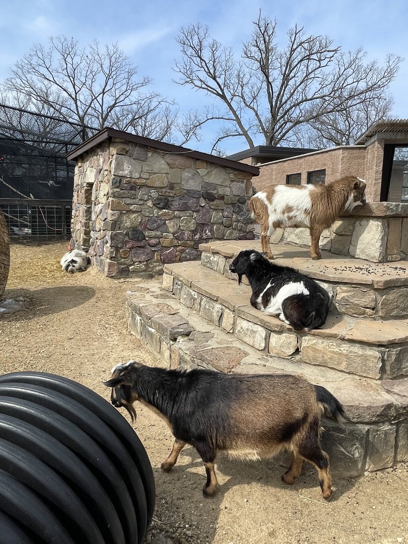 Nubian Goats and Pig