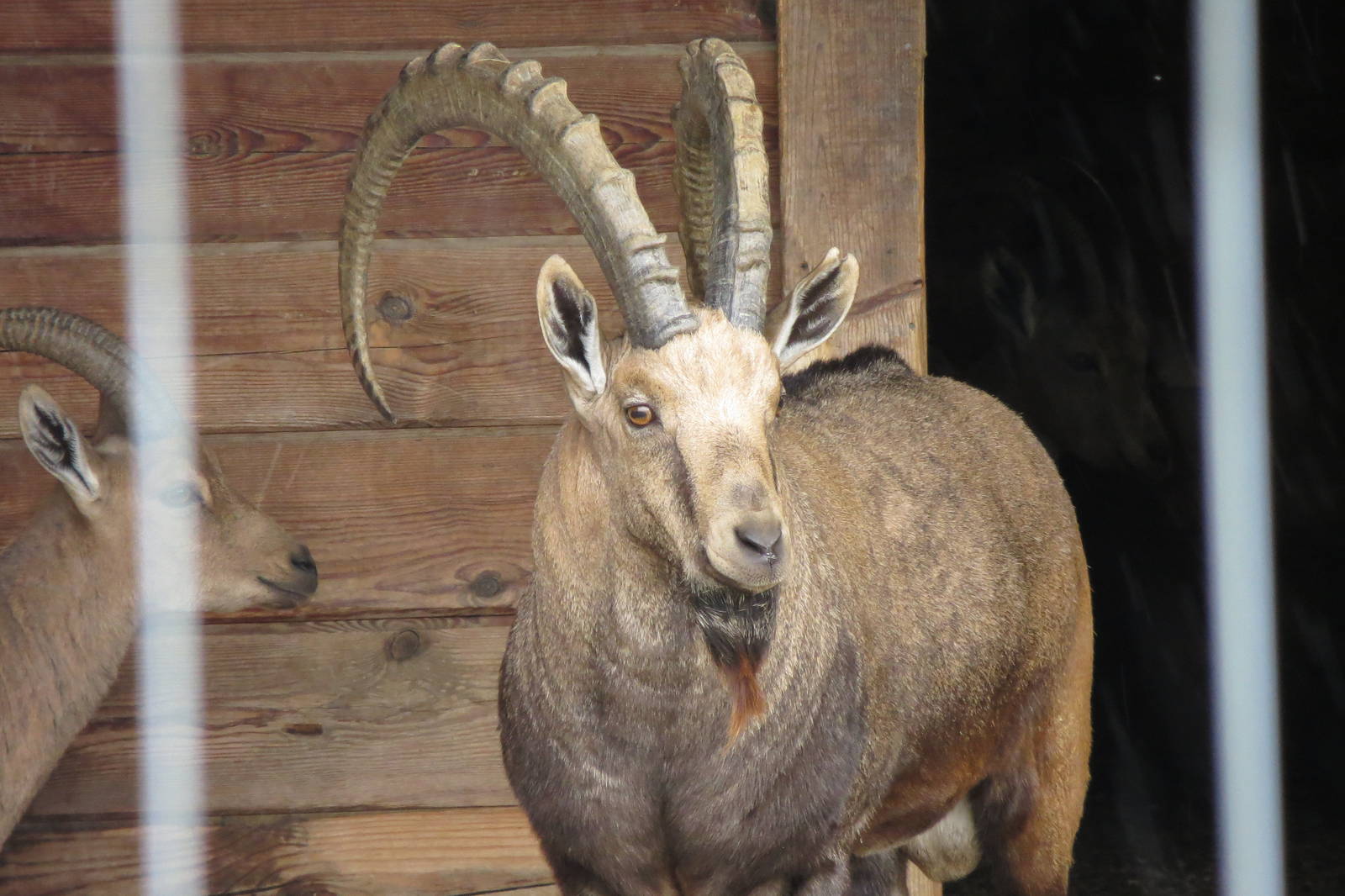 Nubian Ibex 101012