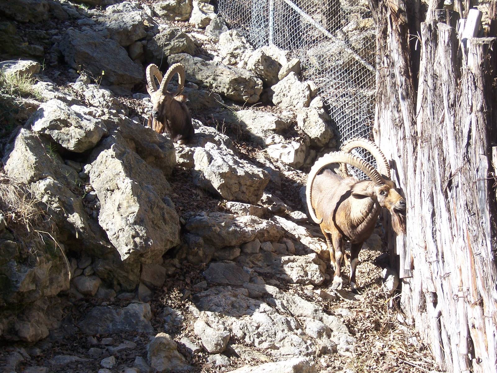 Nubian Ibex 2007