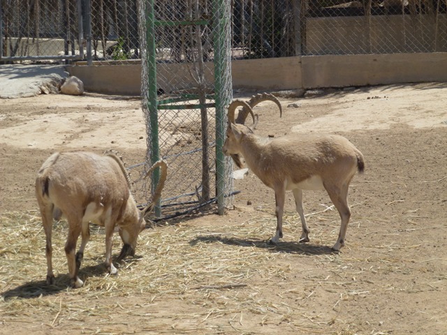 Nubian ibex 25.4.13