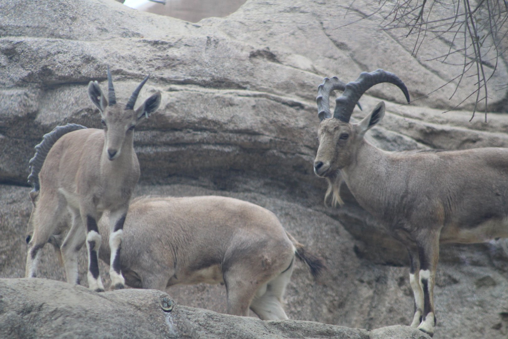 Nubian Ibex - Africa Rocks