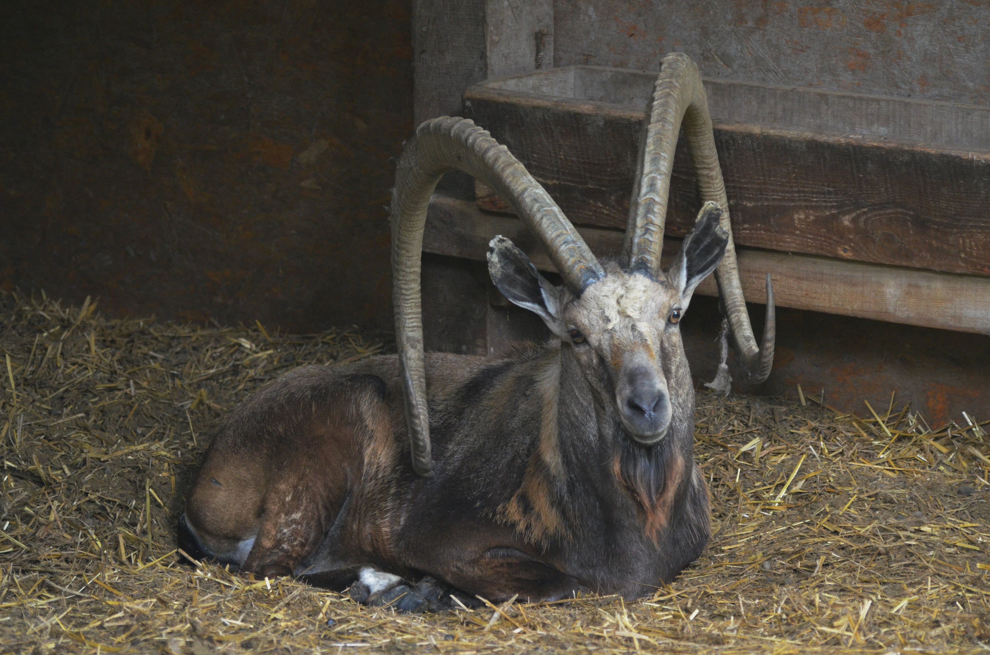 Nubian Ibex at Haute-Touche, 14/06/18