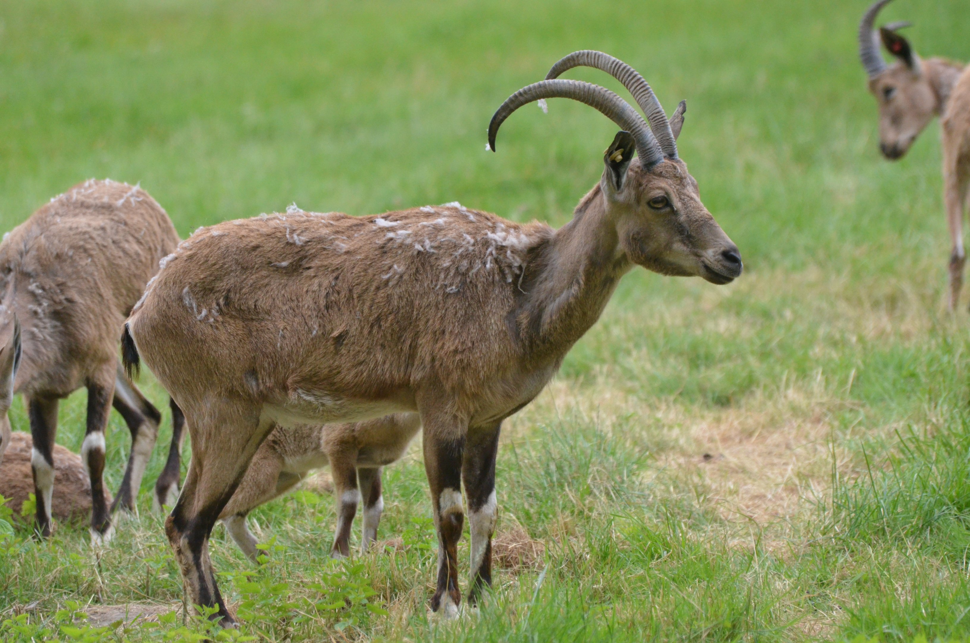 Nubian Ibex at Haute-Touche, 14/06/18