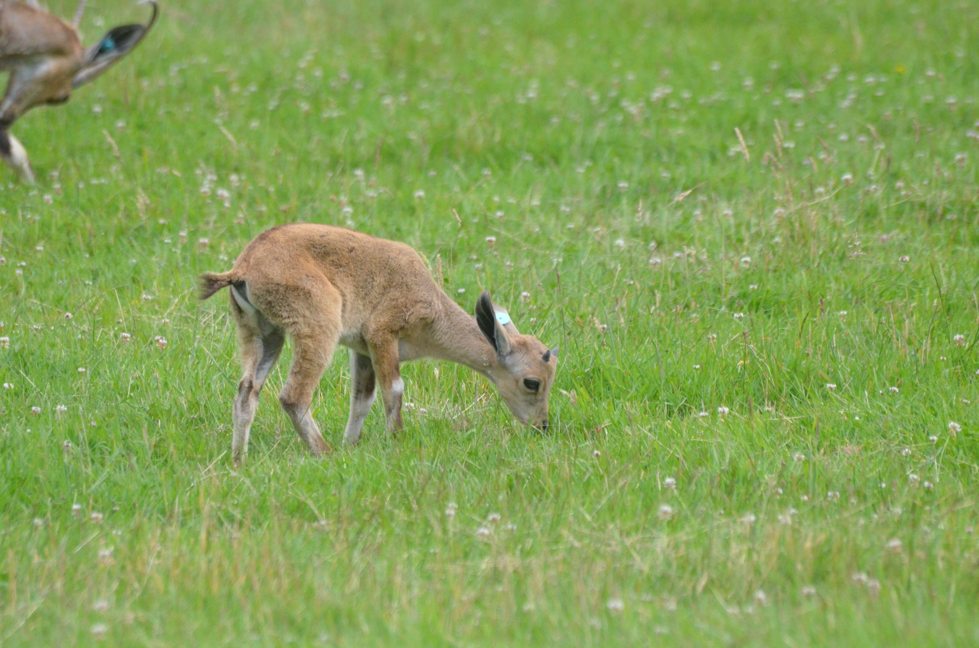 Nubian Ibex at Haute-Touche, 14/06/18