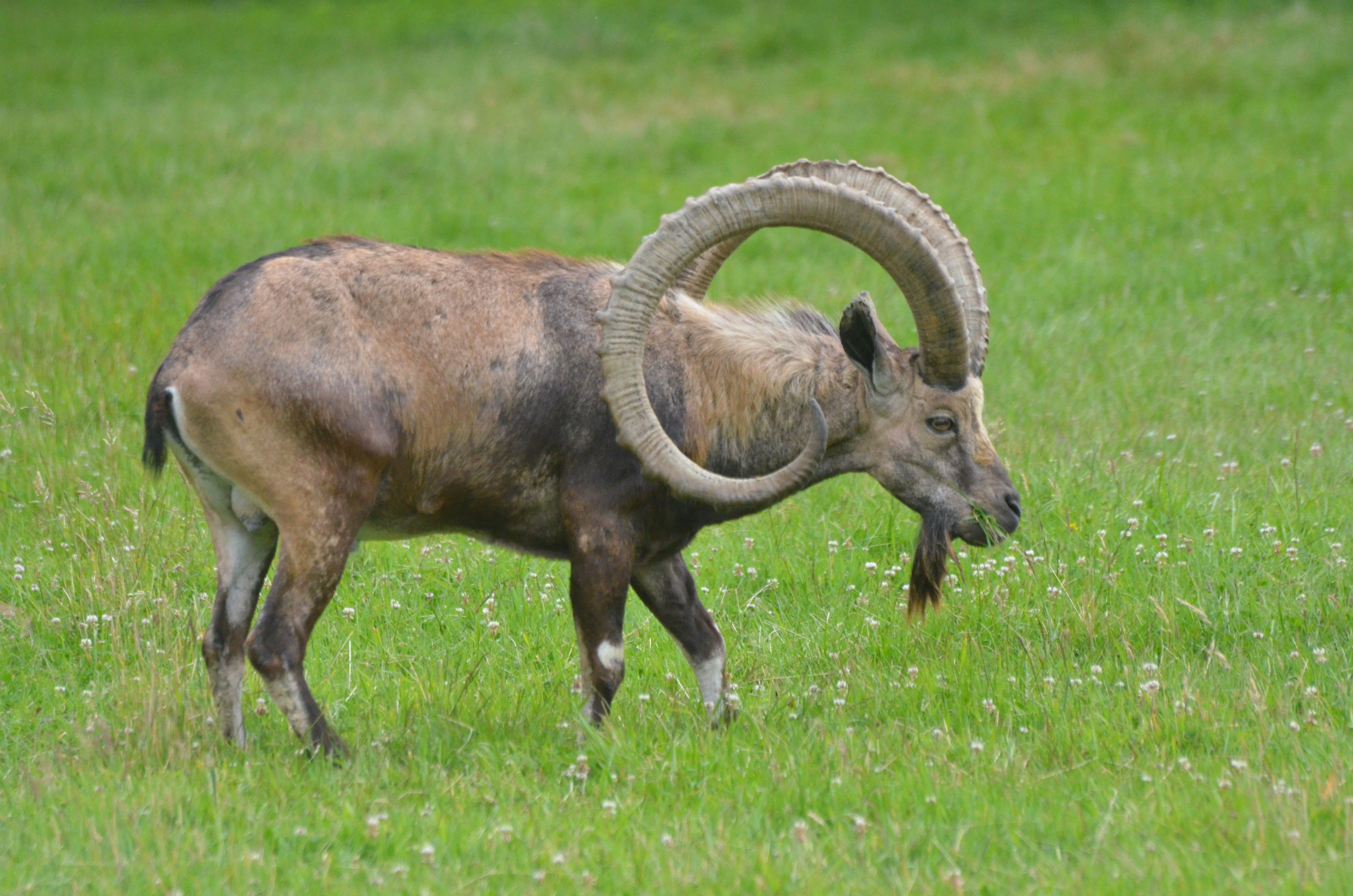 Nubian Ibex at Haute-Touche, 14/06/18