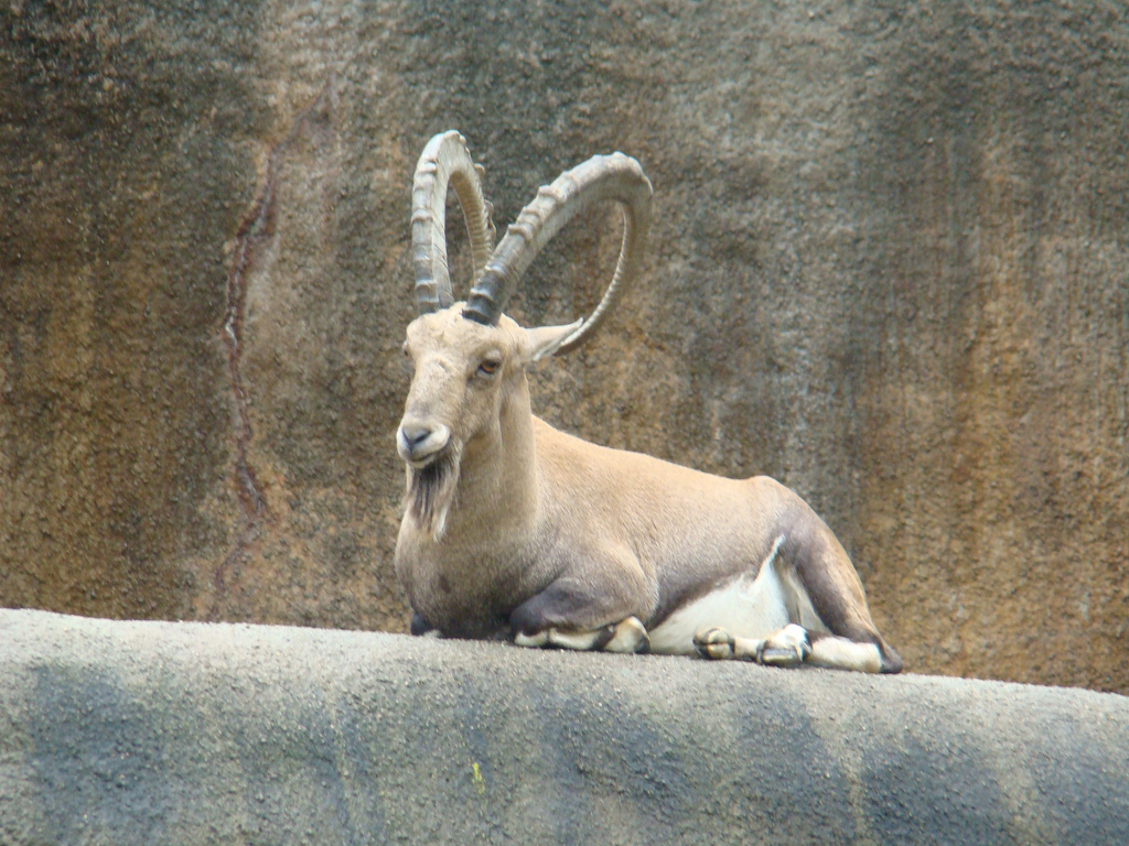 Nubian Ibex at the Los Angeles Zoo