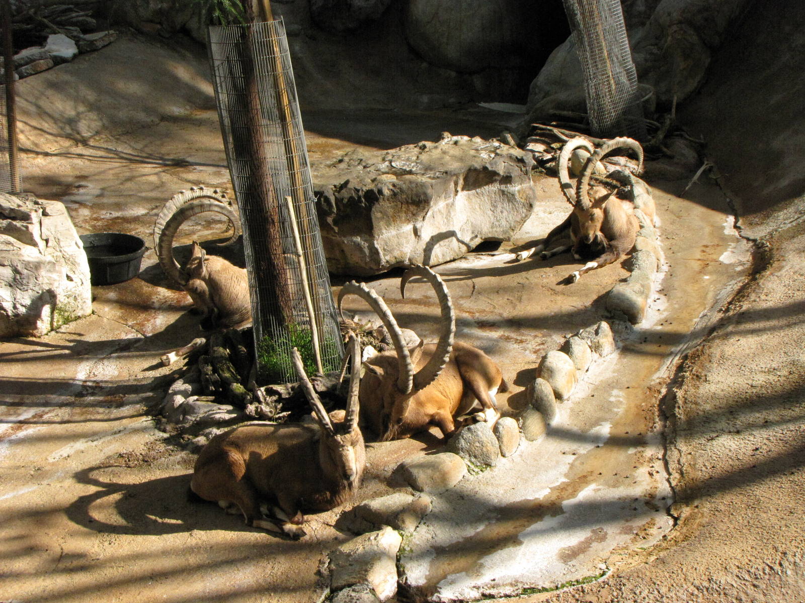 Nubian Ibex Bachelors