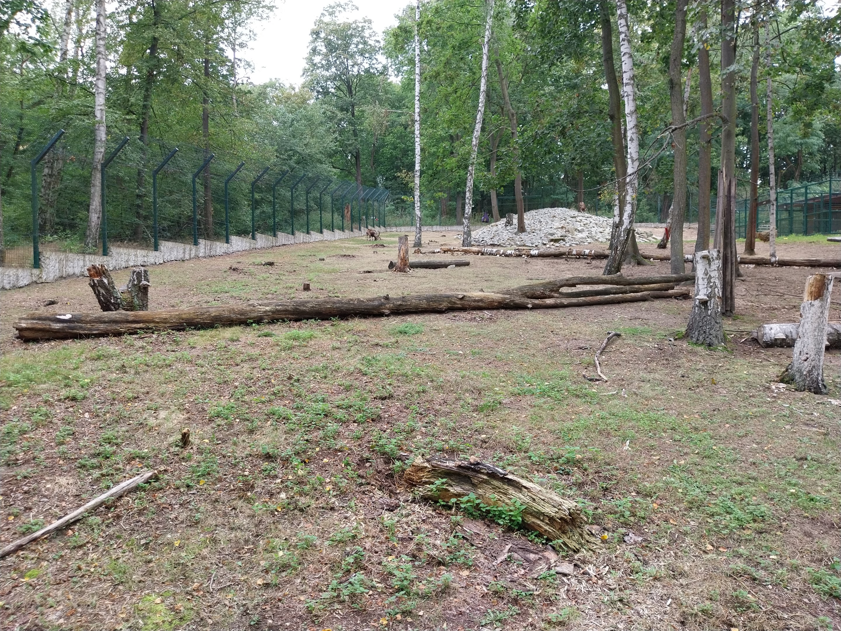 Nubian Ibex (Capra nubiana) and King Colobus (Colobus polykomos)