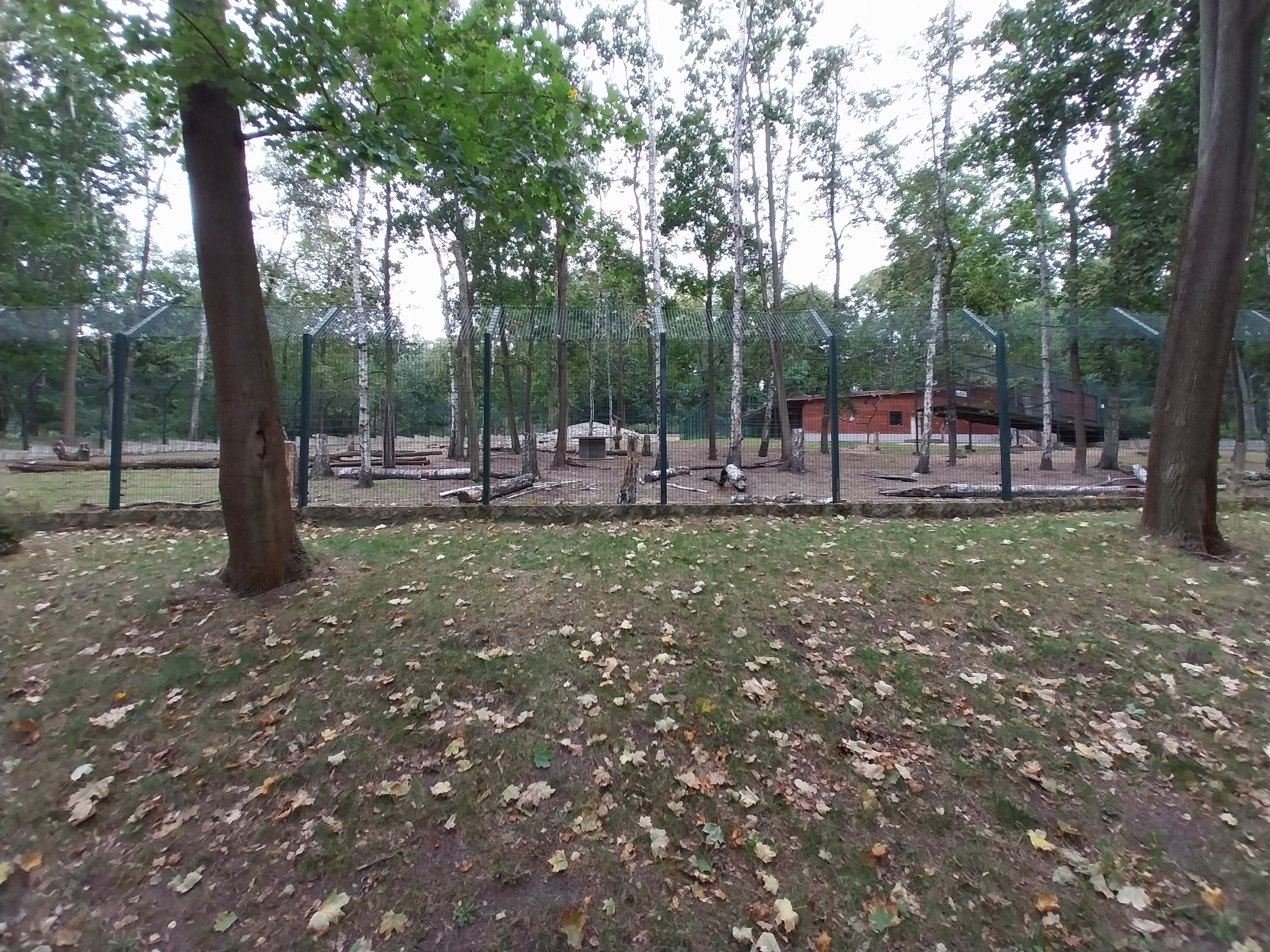 Nubian Ibex (Capra nubiana) and King Colobus (Colobus polykomos)