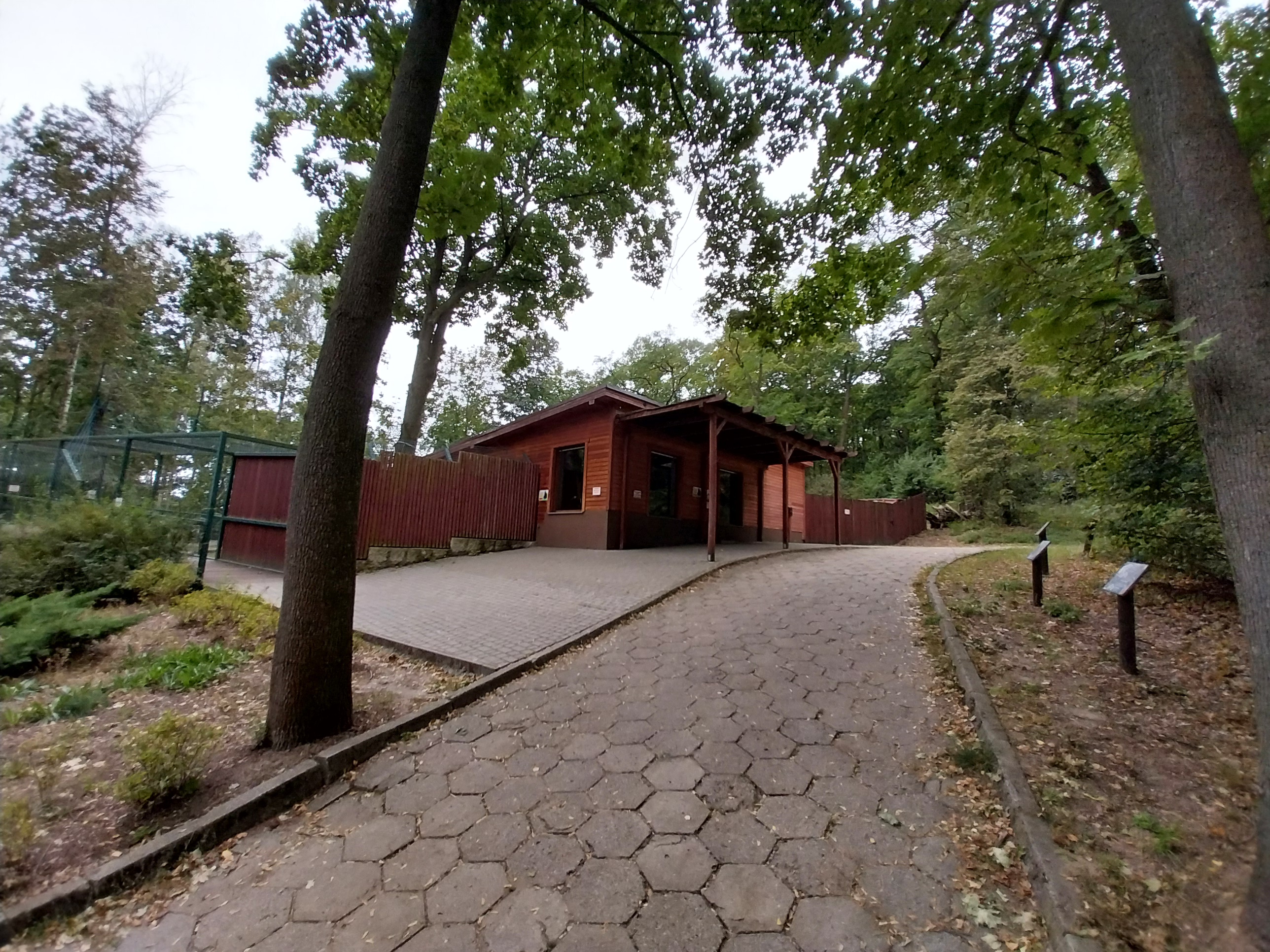 Nubian Ibex (Capra nubiana) and King Colobus (Colobus polykomos)