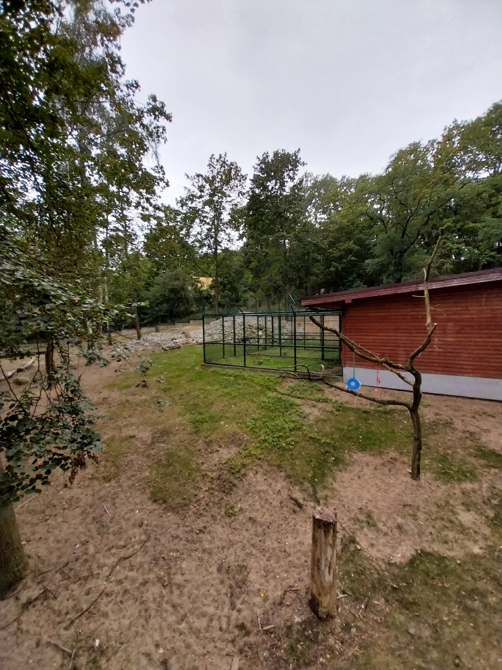 Nubian Ibex (Capra nubiana) and King Colobus (Colobus polykomos)