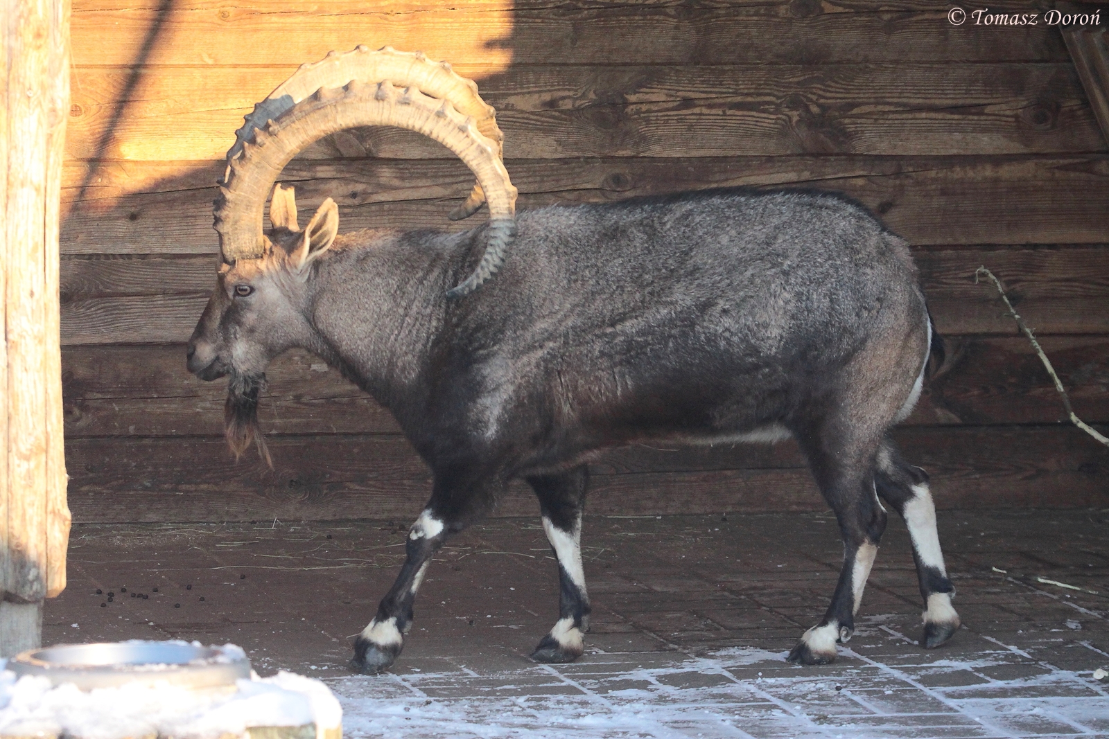 Nubian Ibex (Capra nubiana) male, January 2016