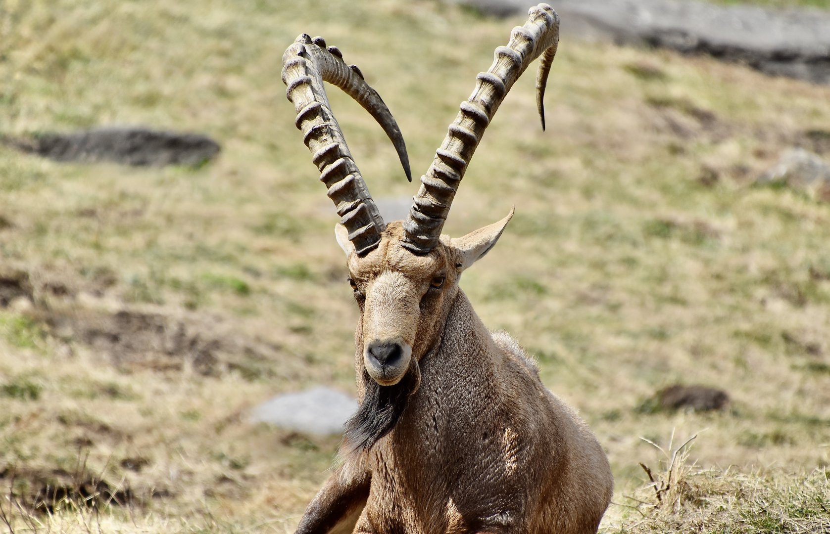 Nubian Ibex (Capra nubiana) male