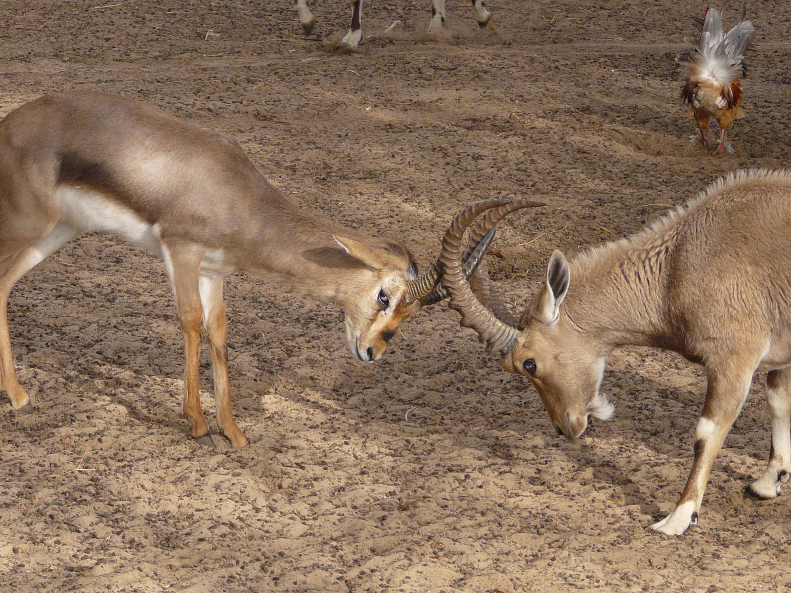 Nubian ibex/ Capra nubiana &  Palestine gazelle/ Gazella gazella gazell