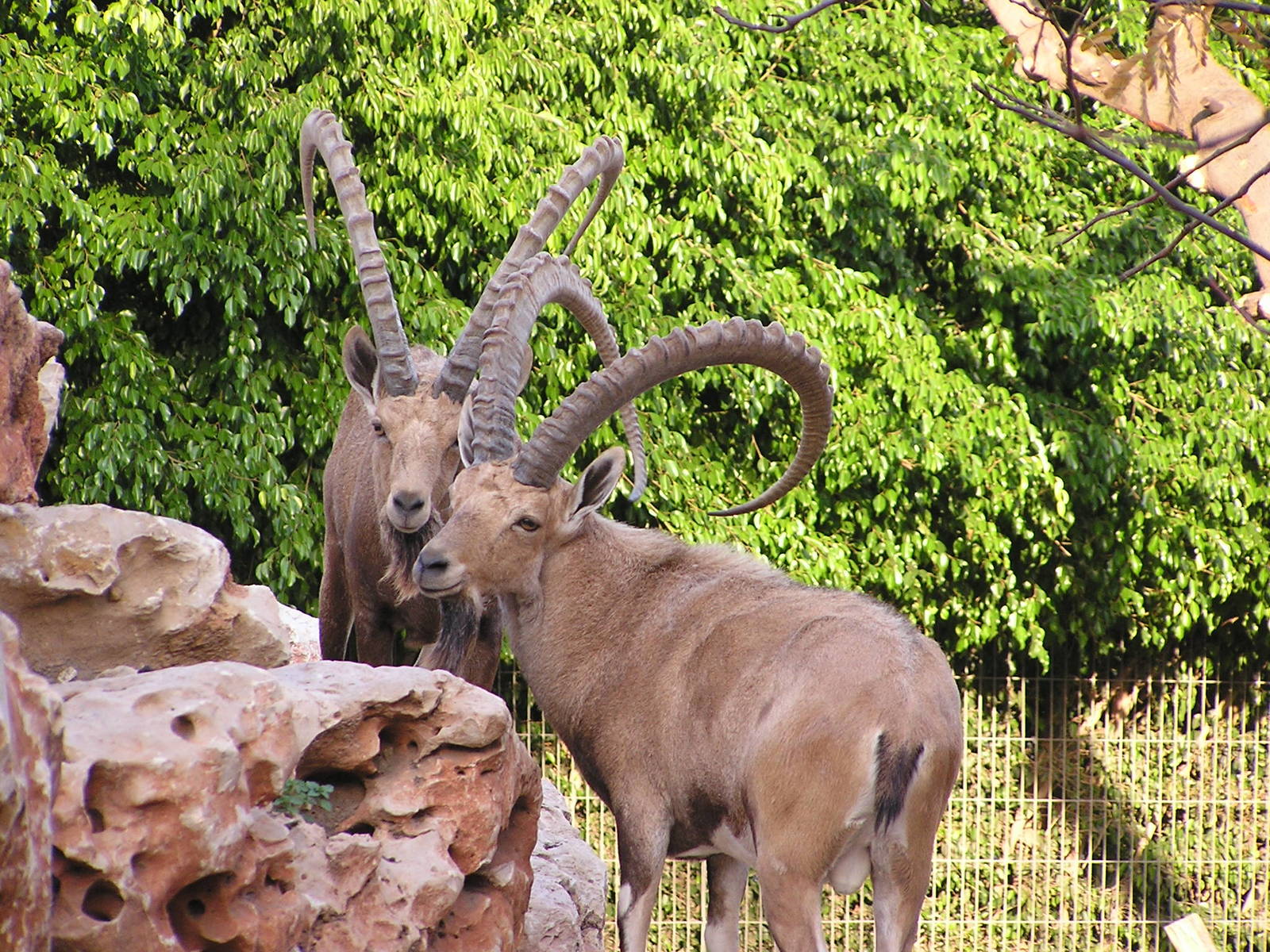 Nubian ibex/ Capra nubiana