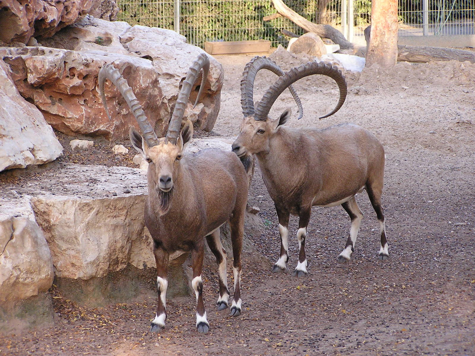 Nubian ibex/ Capra nubiana