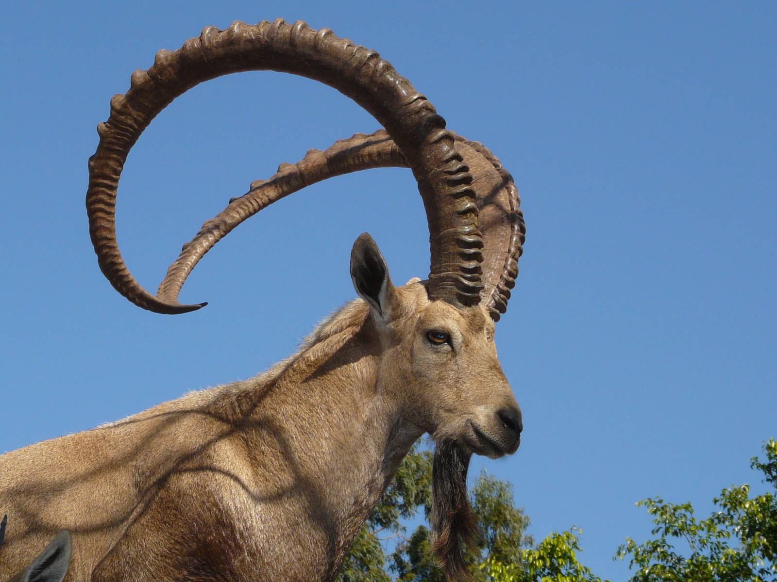 Nubian ibex/ Capra nubiana
