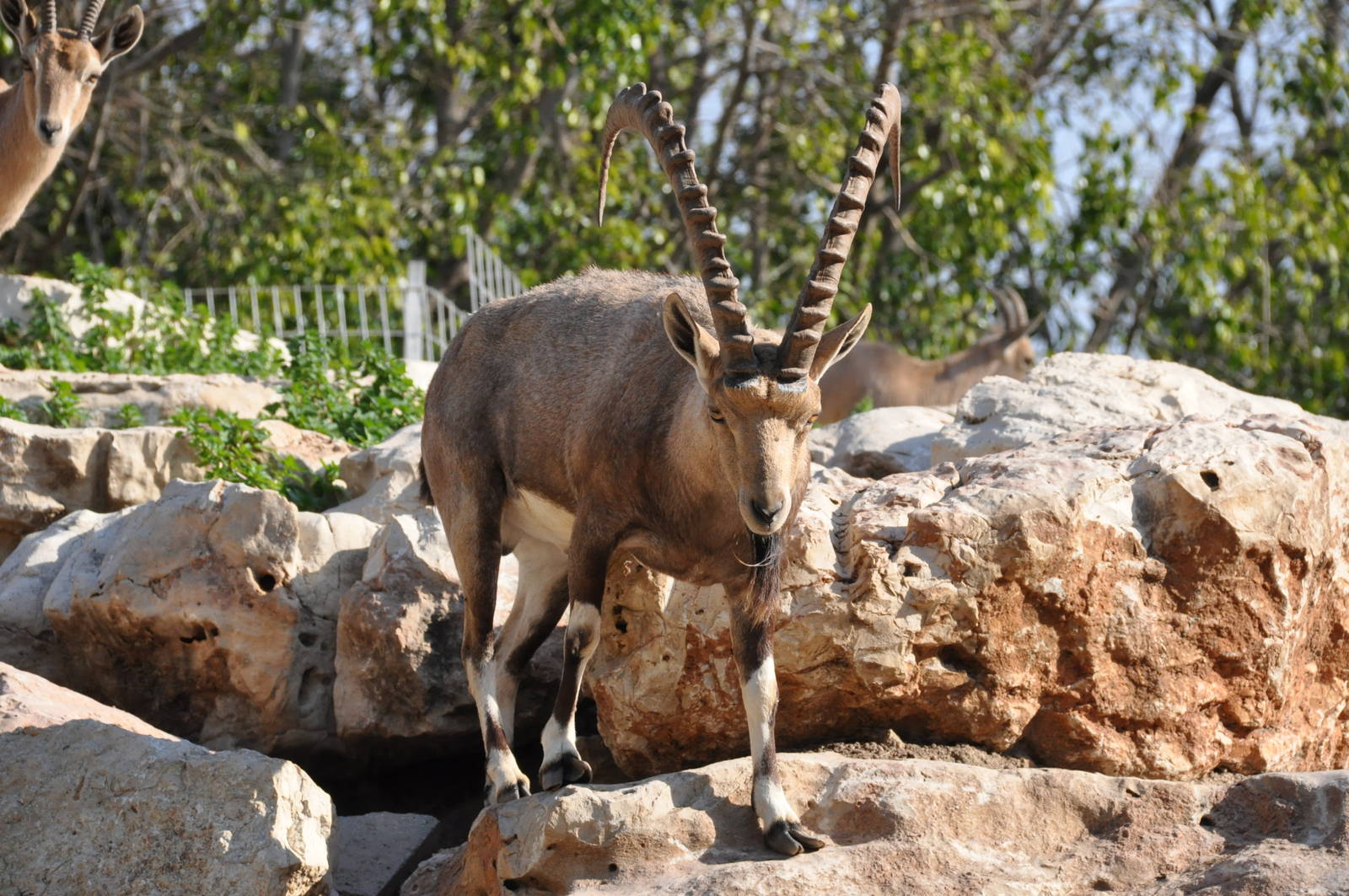 Nubian ibex/ Capra nubiana