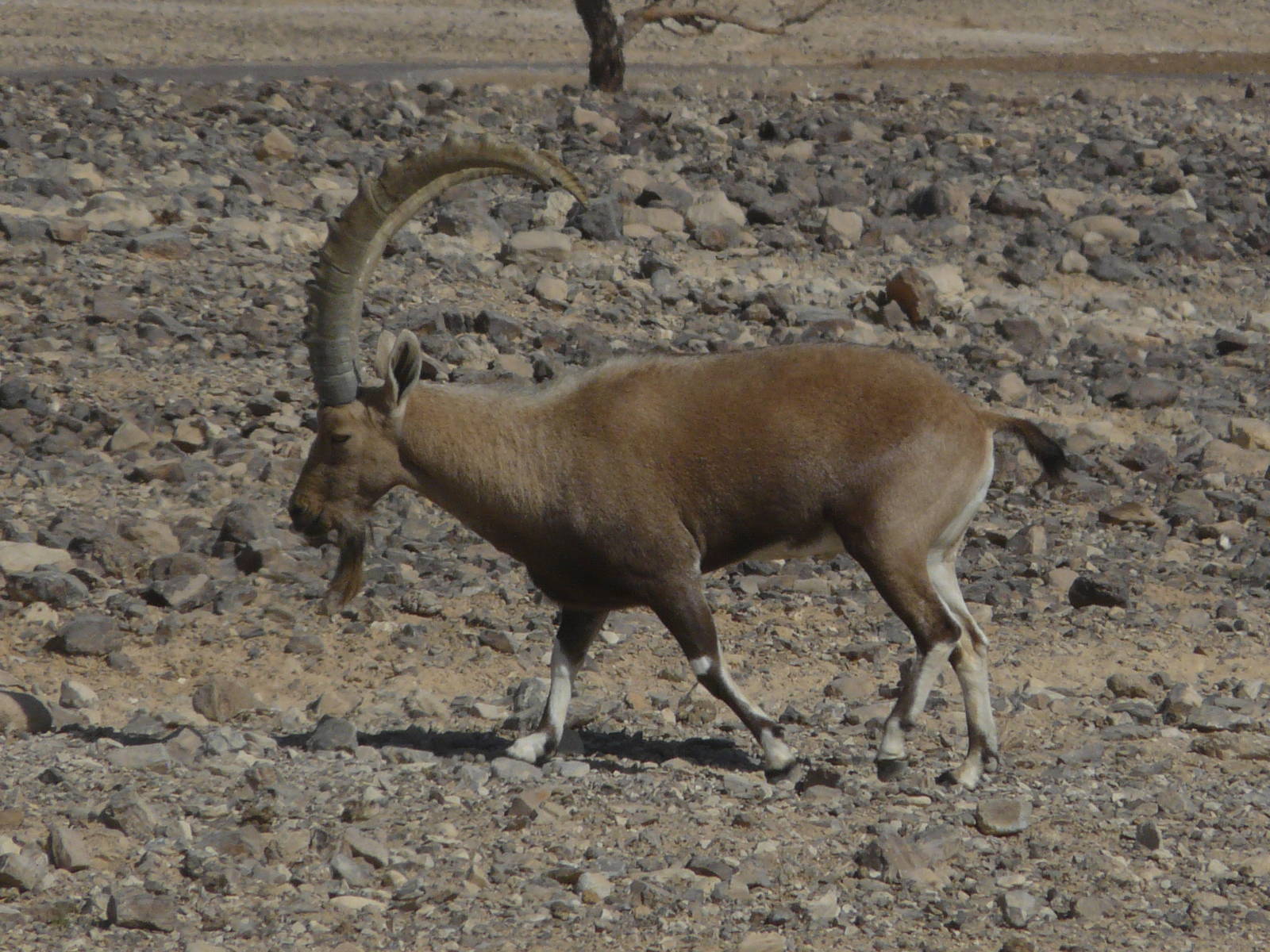 Nubian ibex/ Capra nubiana