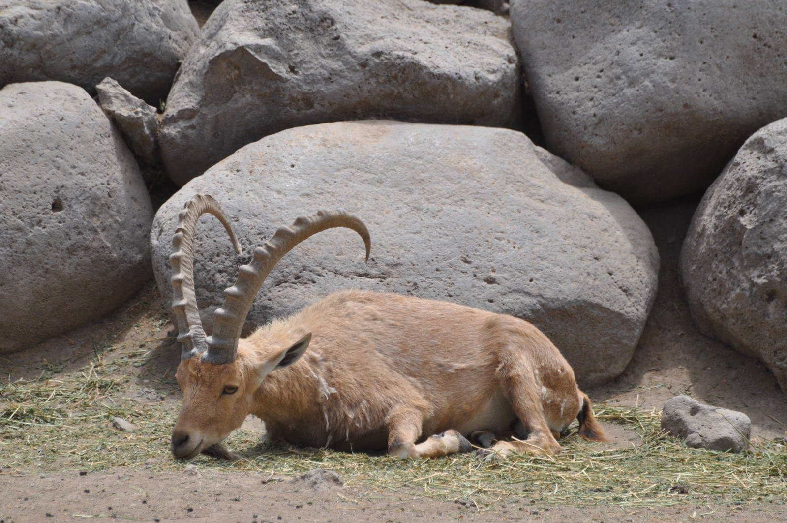 Nubian ibex/ Capra nubiana