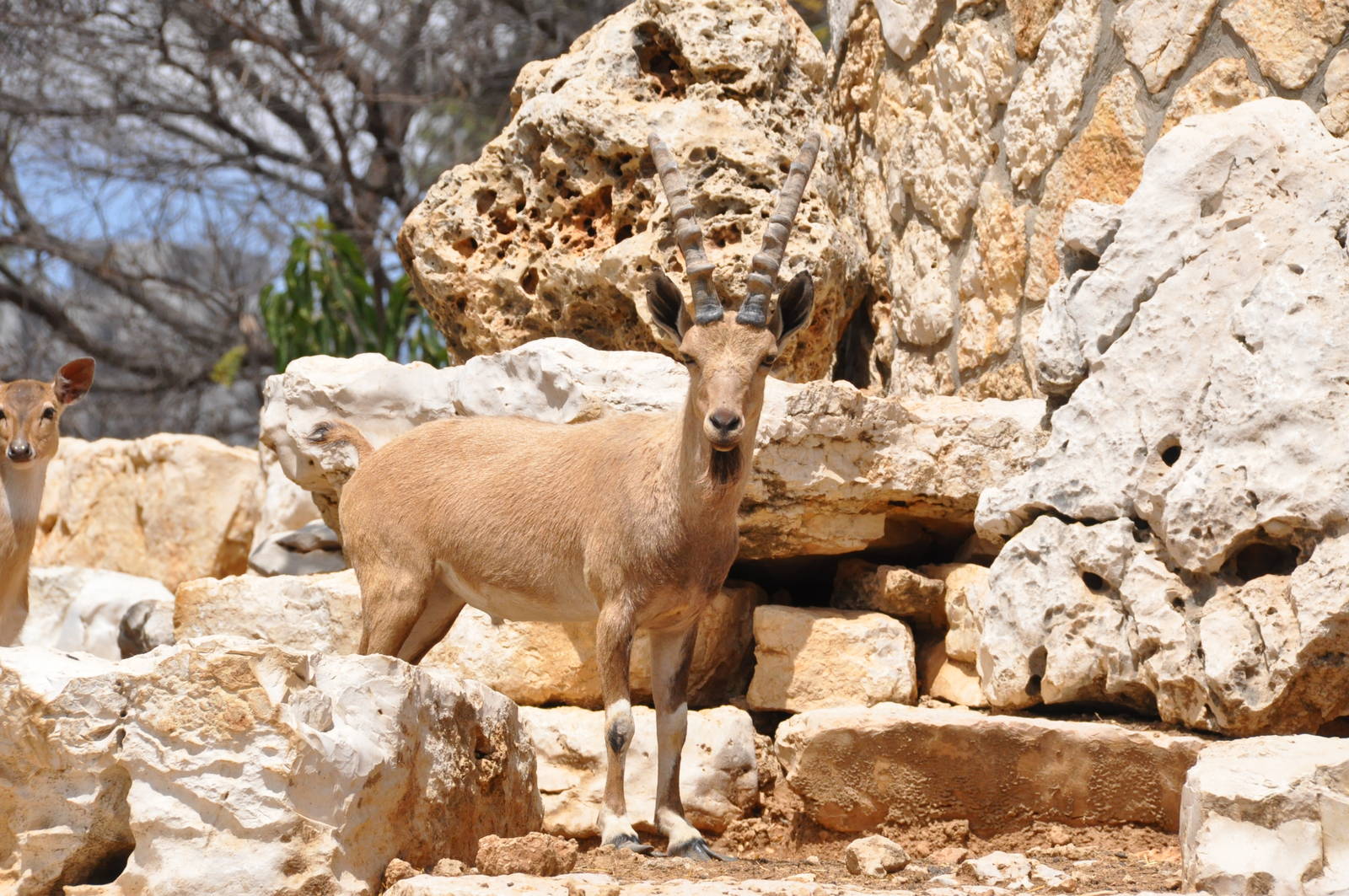 Nubian ibex/ Capra nubiana