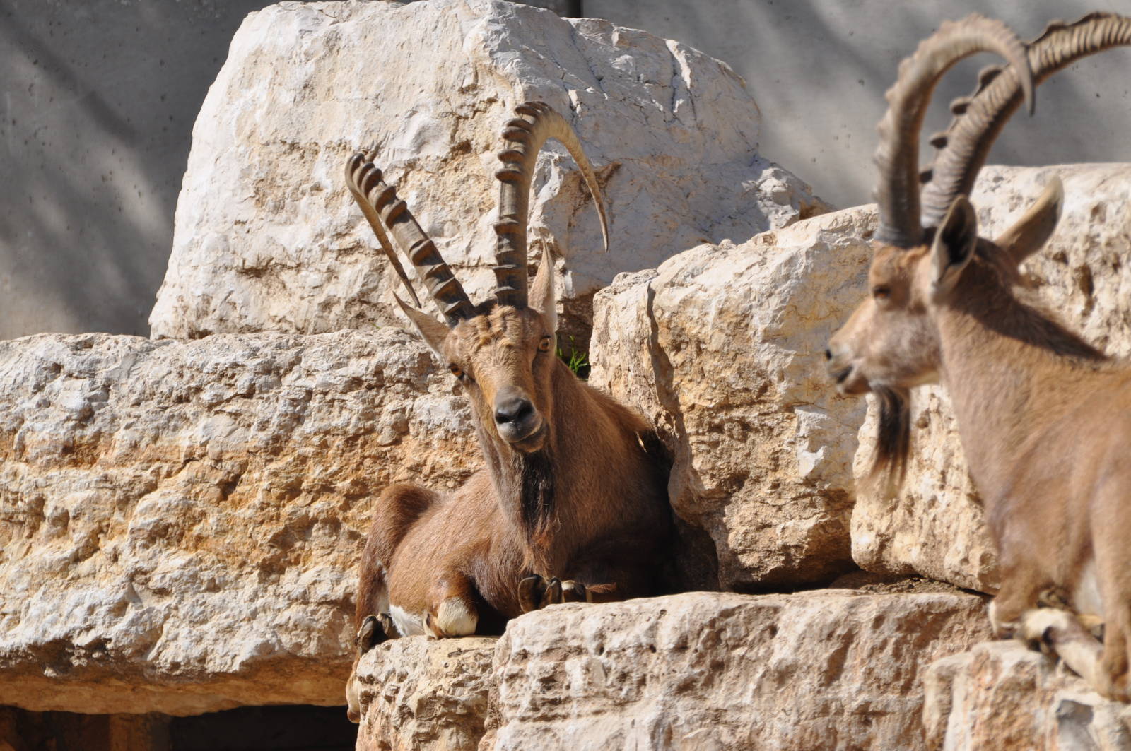 Nubian ibex/ Capra nubiana