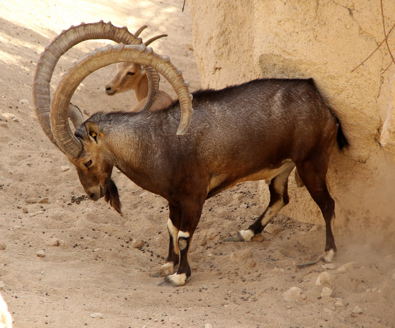 Nubian ibex (Capra nubiana)