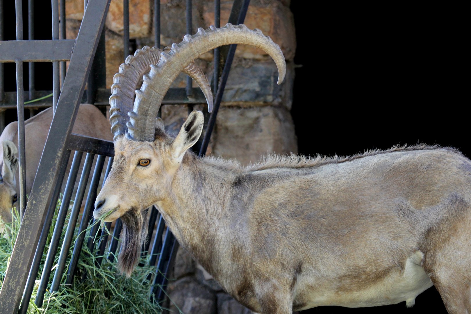 Nubian ibex (Capra nubiana)
