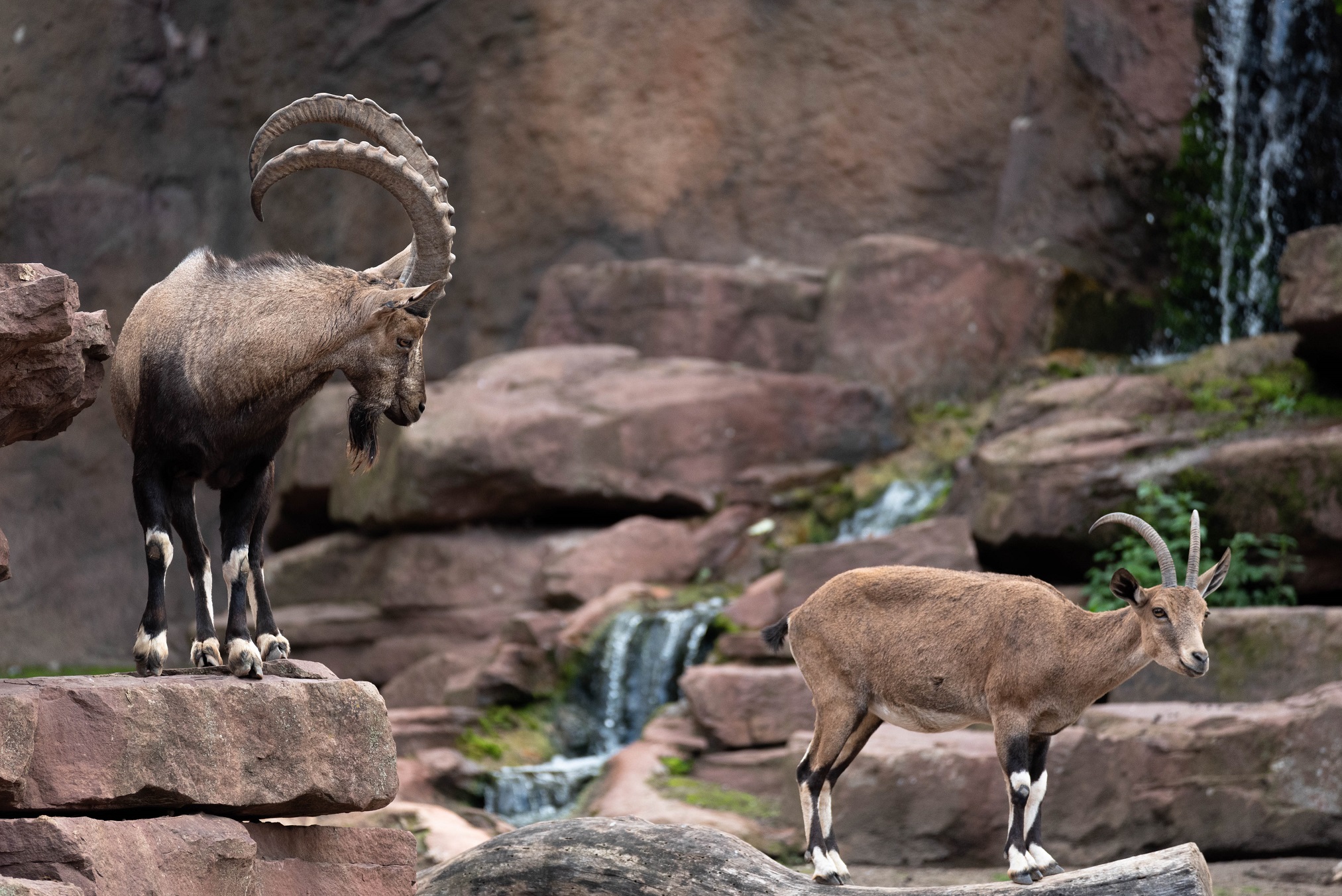 Nubian ibex - Capra nubiana
