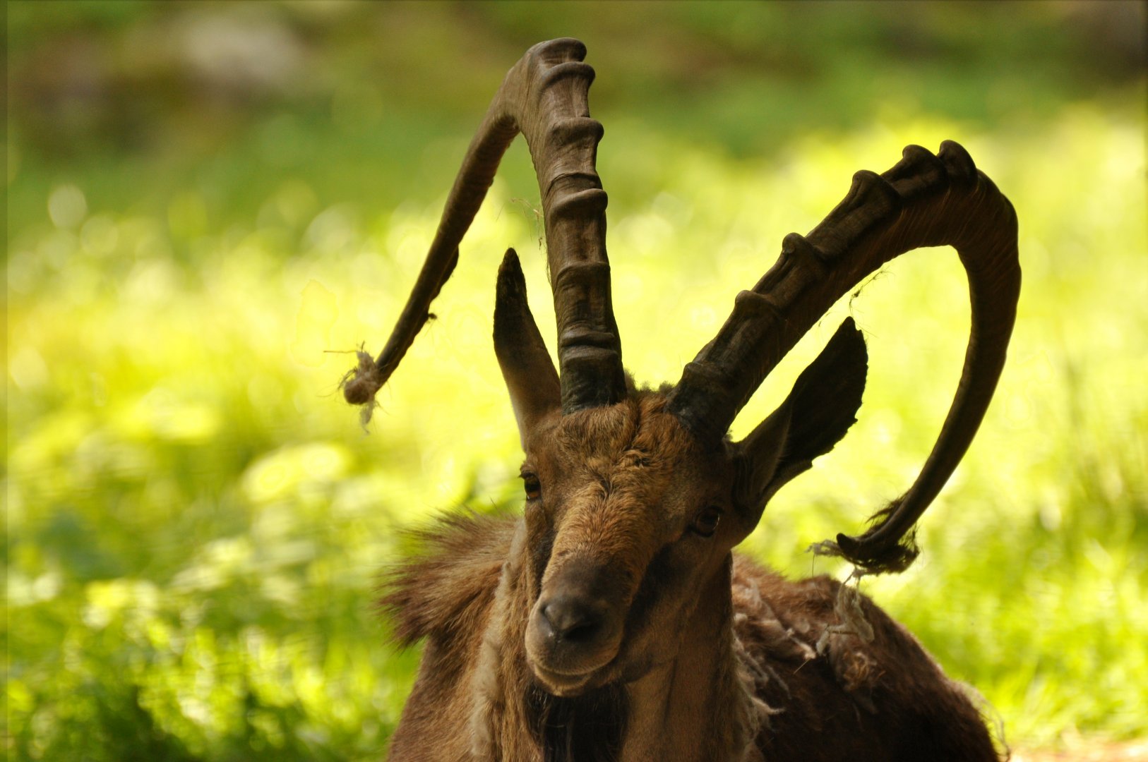 Nubian ibex (Capra nubiana)