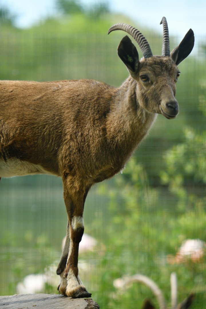 Nubian ibex (Capra nubiana)