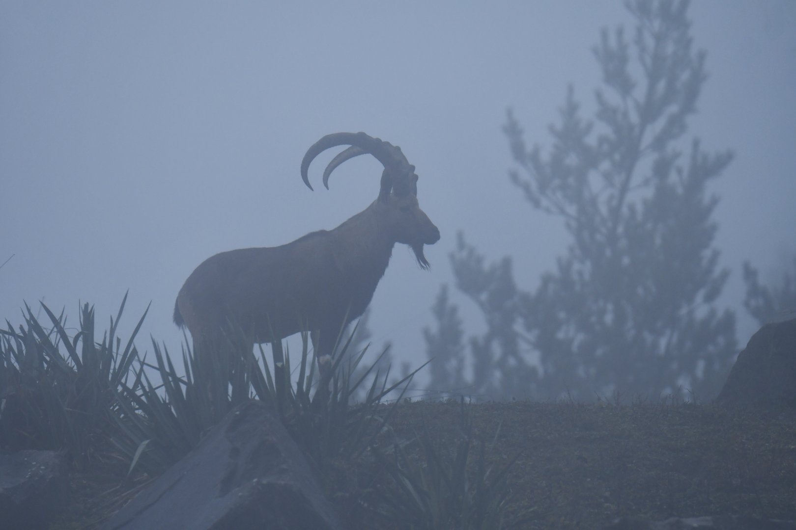 Nubian ibex (Capra nubiana)