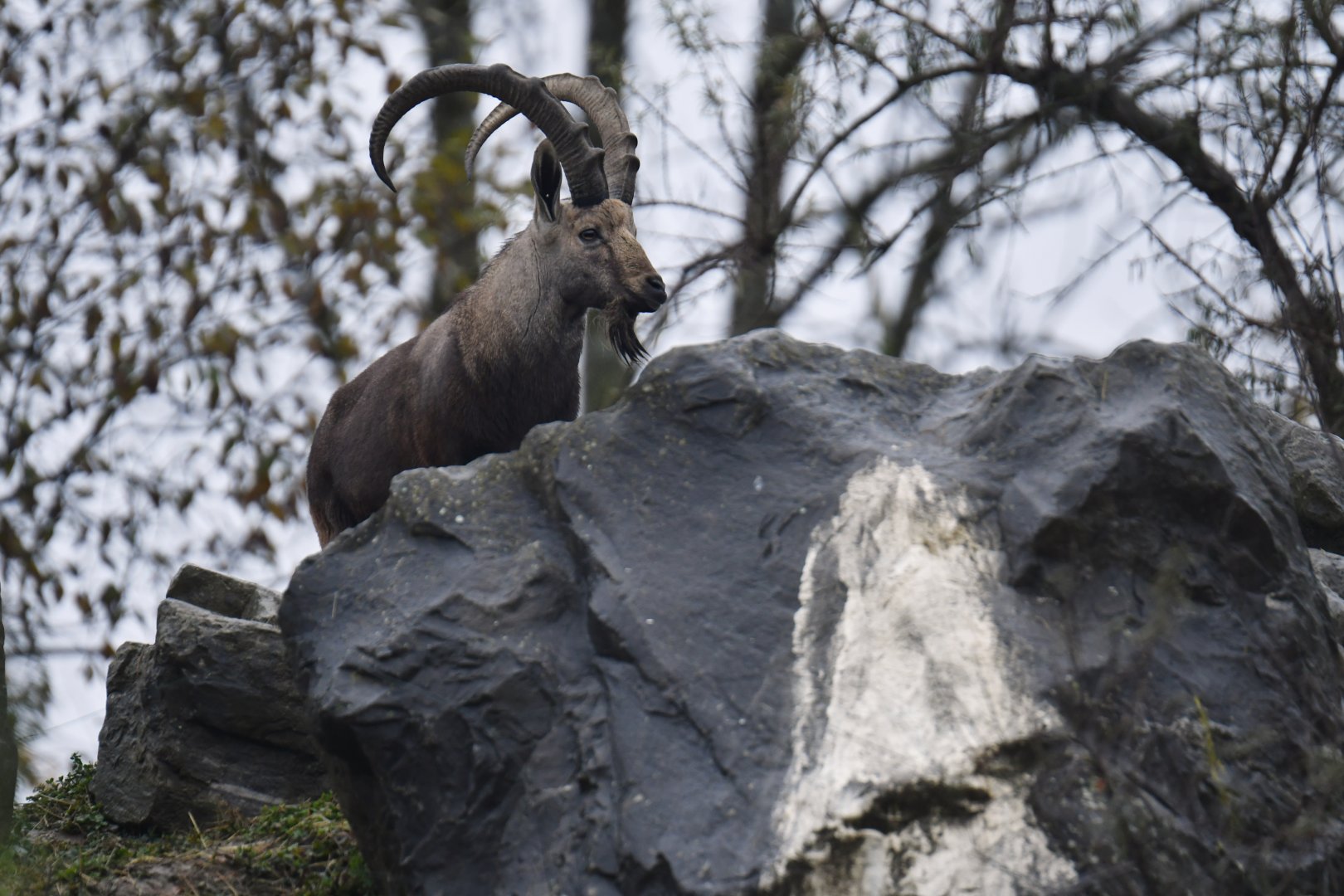Nubian ibex (Capra nubiana)