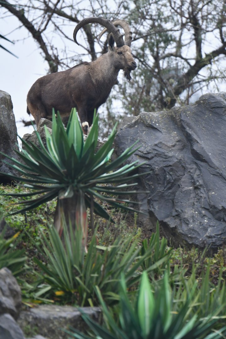 Nubian ibex (Capra nubiana)