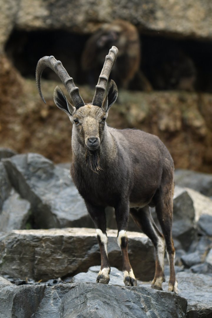 Nubian ibex (Capra nubiana)