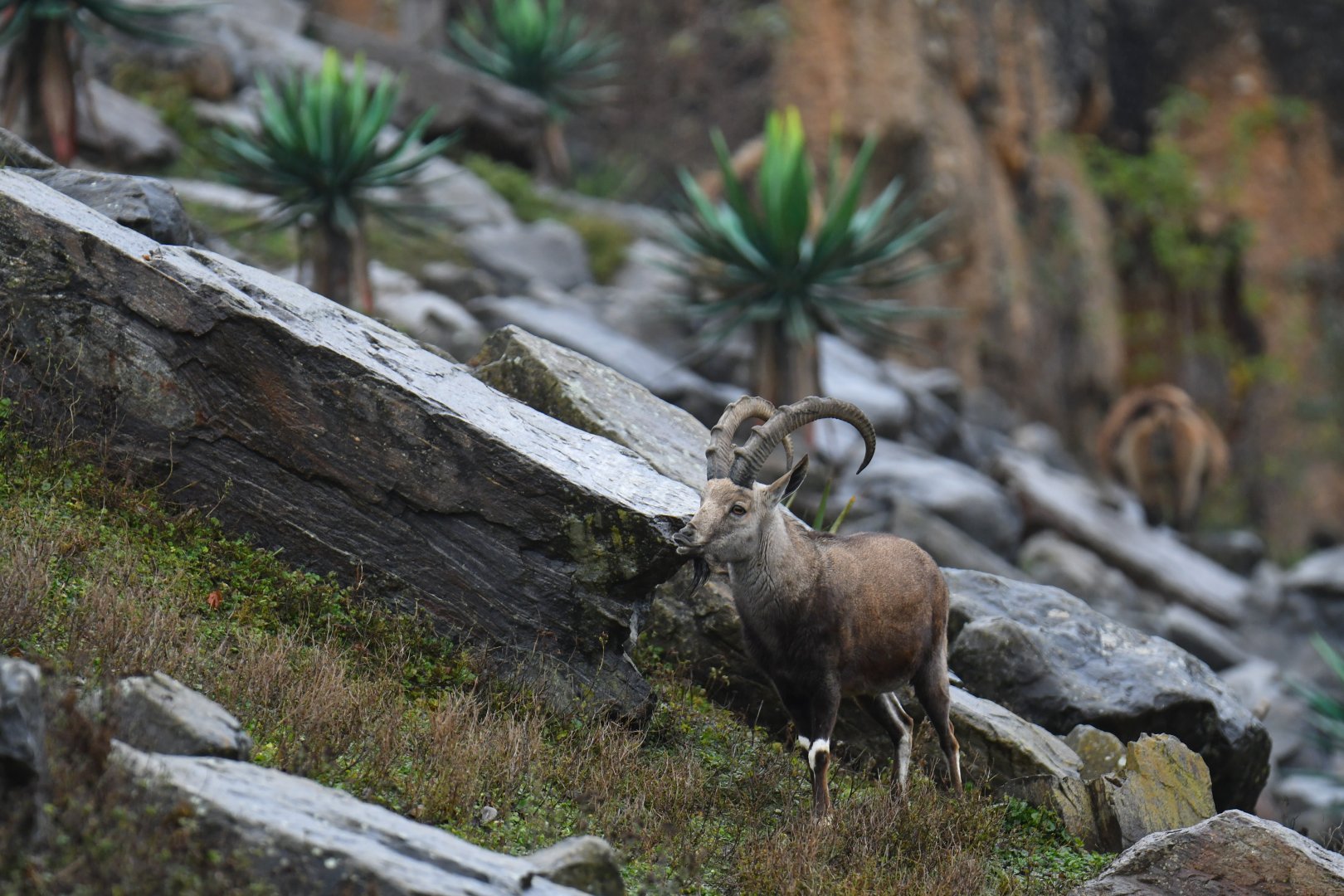 Nubian ibex (Capra nubiana)