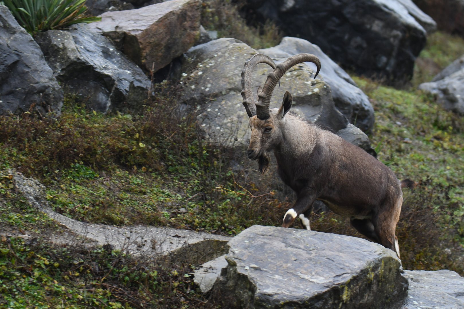 Nubian ibex (Capra nubiana)