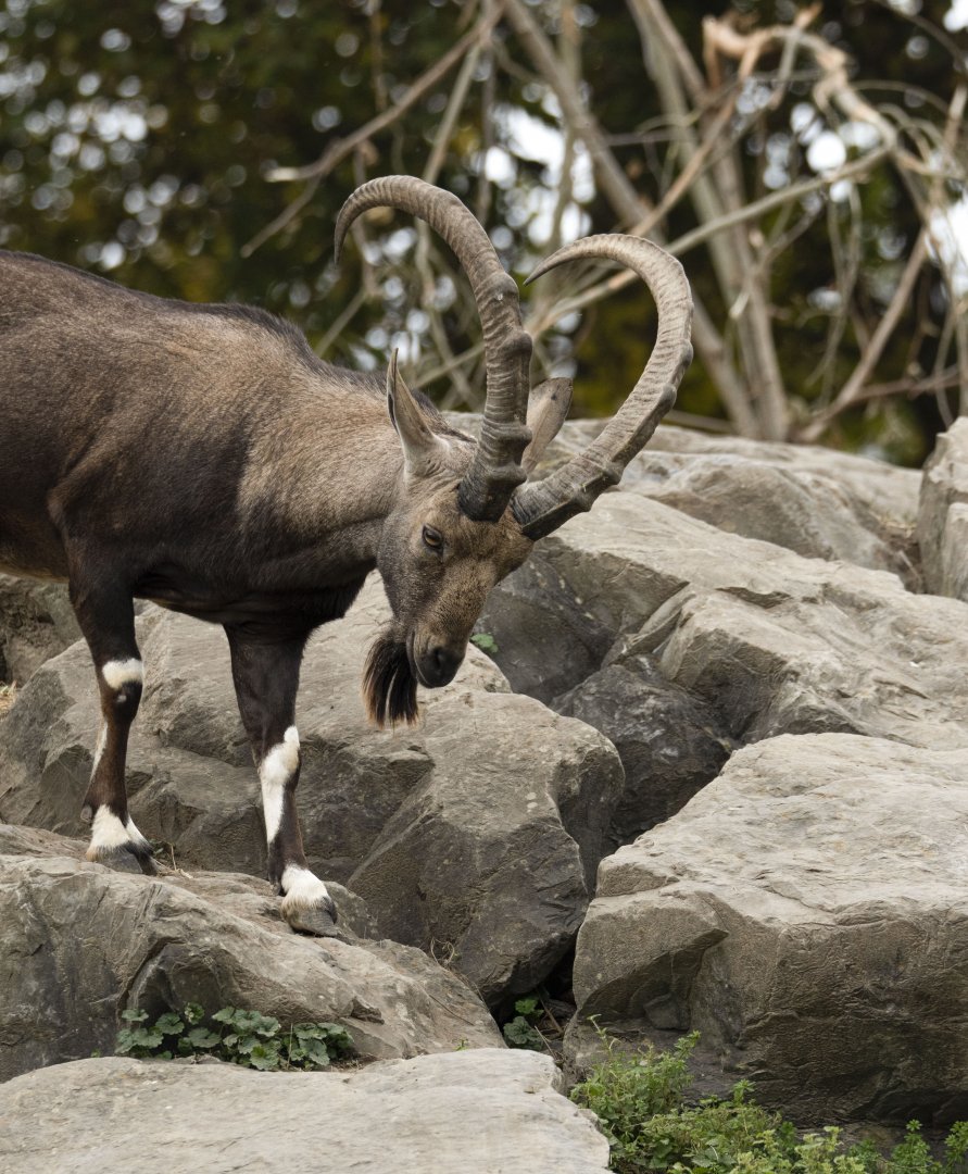 Nubian ibex (Capra nubiana)