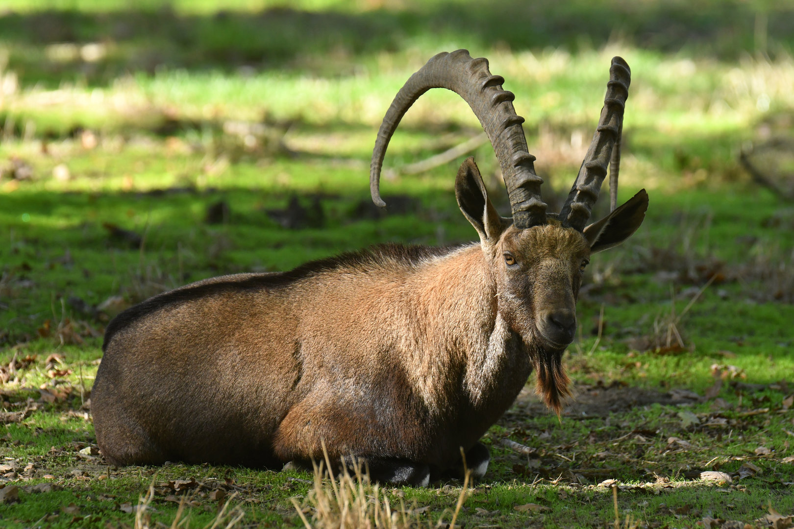 Nubian ibex (Capra nubiana)