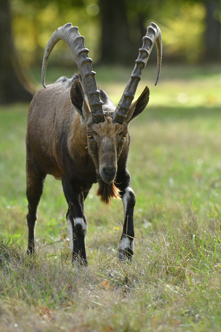 Nubian ibex (Capra nubiana)