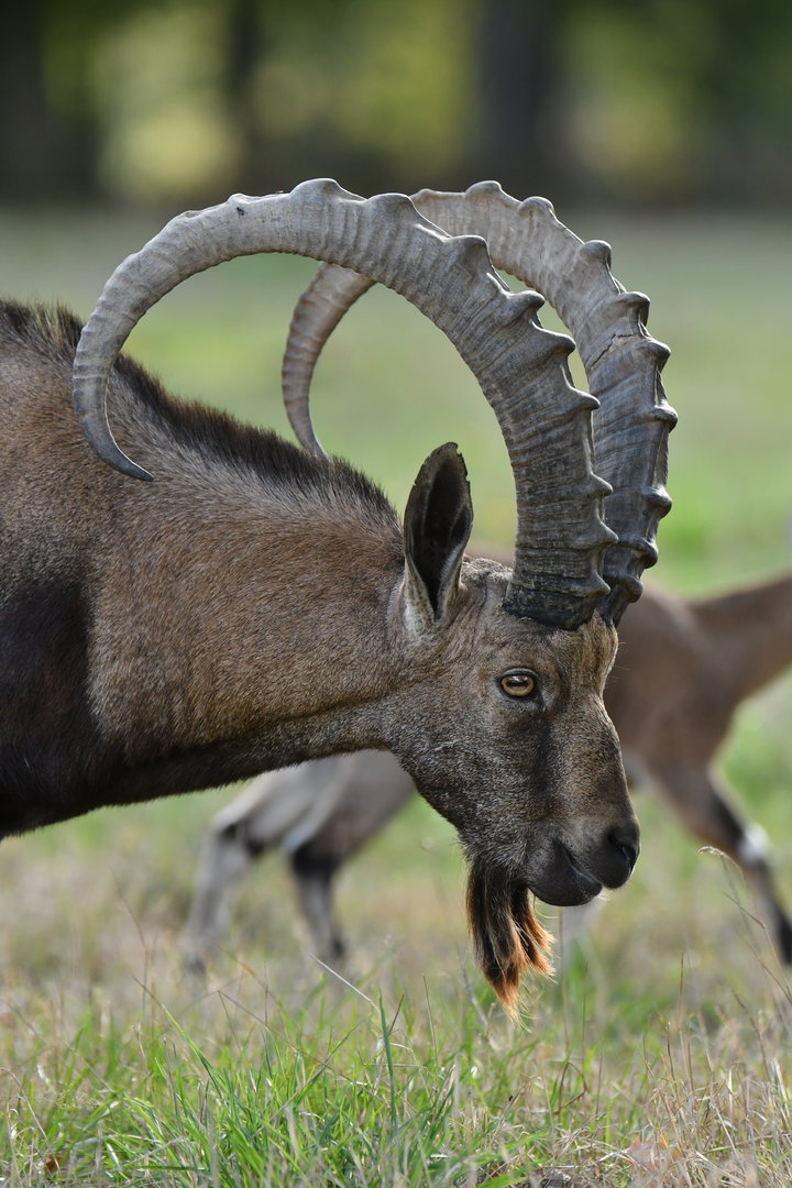 Nubian ibex (Capra nubiana)